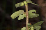 Fivestamen burbark